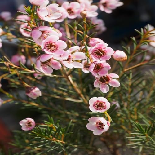 Pink Chamelaucium Flower Seeds