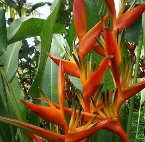 Orange rostrata Flower Seeds