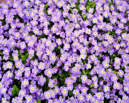 White aubrieta Flower Seeds