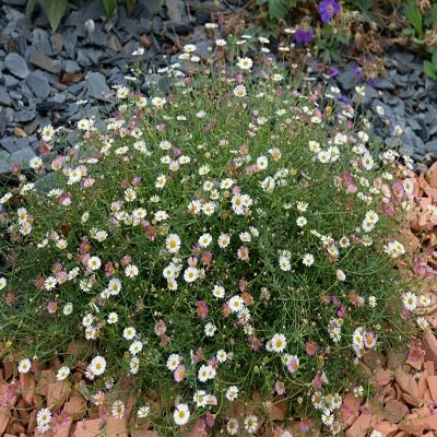 Red Erigeron Karvinskianus Flower Seeds