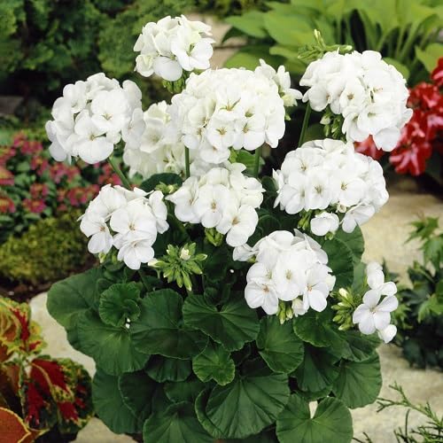 White Ivy Geranium Flower Seeds