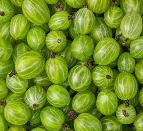 Green Gooseberry Fruit Seeds Premium Home Collection for Backyard Growing