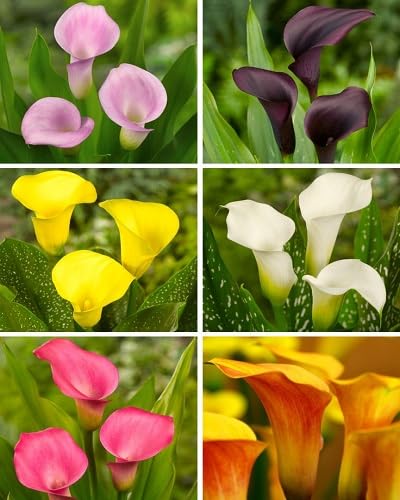 calla lily flower seeds