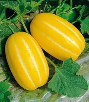 yellow musk melon fruit exotic and Fruit Seeds