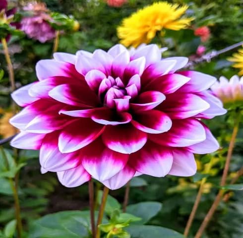 Pink White Dahlia Flower Seeds