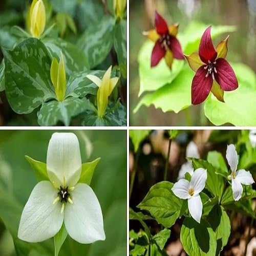 Mixed Trillium Flower Seeds