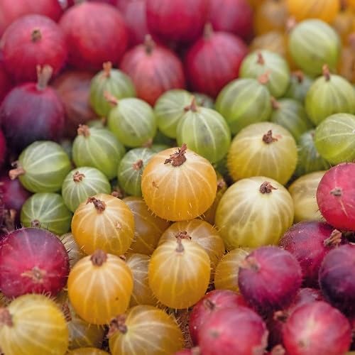 Mixed Gooseberry Fruit fruit seeds for organic garden planting