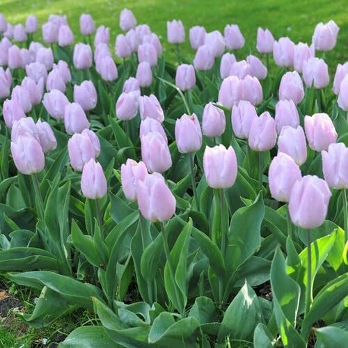 Violet Tulip Flower Seeds