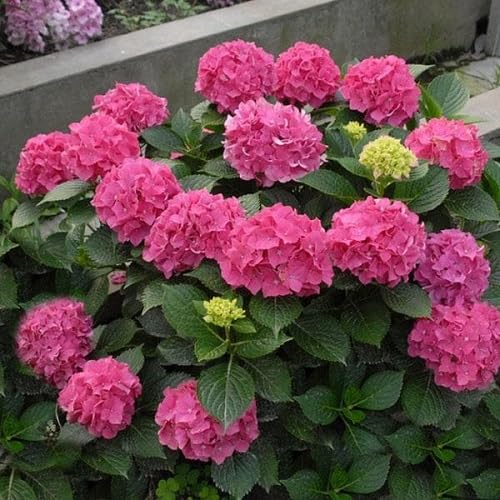 Pink Macrophylla Flower Seeds