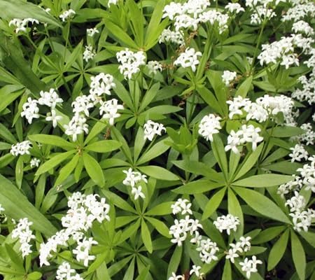 Sweet Woodruff Flower Seeds