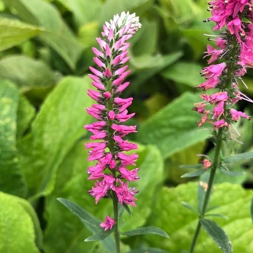 pink veronica spicata flower