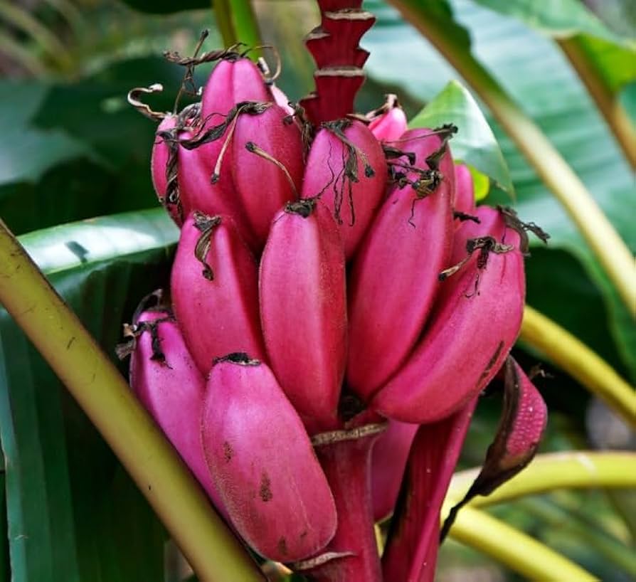 Banana Fruit Pink Fresh Plants