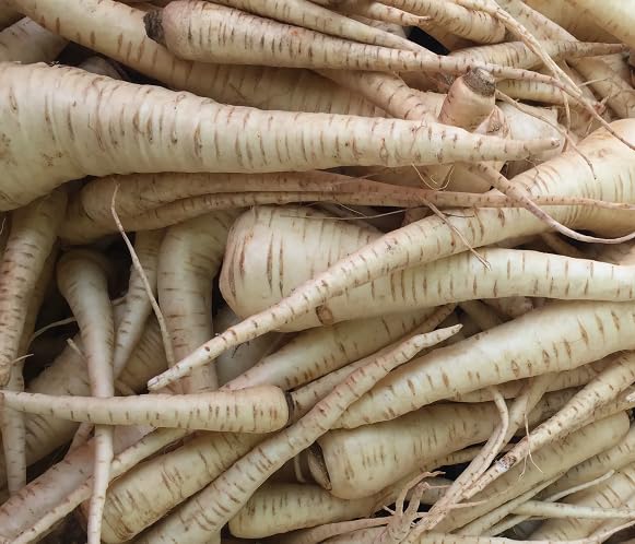 White Parsnip vegetable seeds - Heirloom, Organic, Non Gmo Garden Seeds for kitchen garden planting
