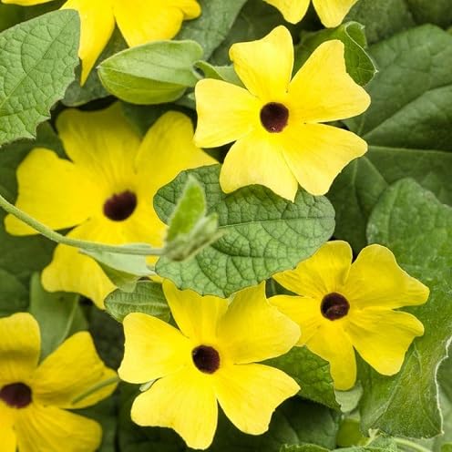 Thunbergia Flower Seeds
