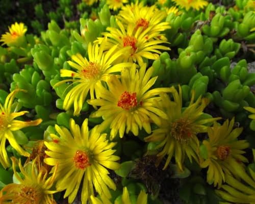 yellow delosperma flower seeds