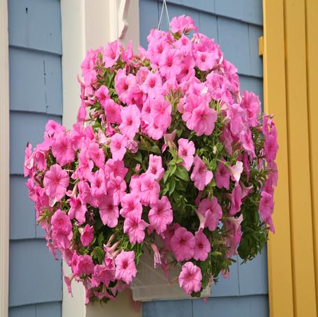 pink hanging petunia flower