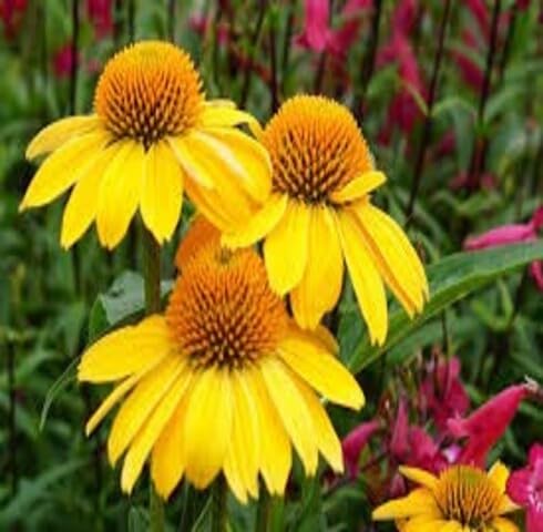 Yellow Echinacea Flower Seeds