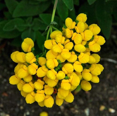 Yellow Calceolaria integrifolia Flower Seeds