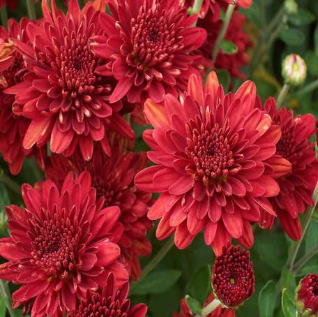 Red Chrysanthemum Flower Seeds