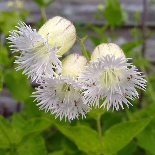 White Silene fimbriata Flower Seeds