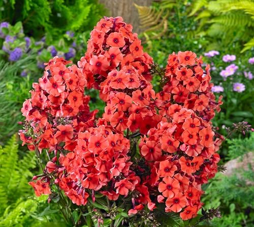 Orange Phlox Flower Seeds
