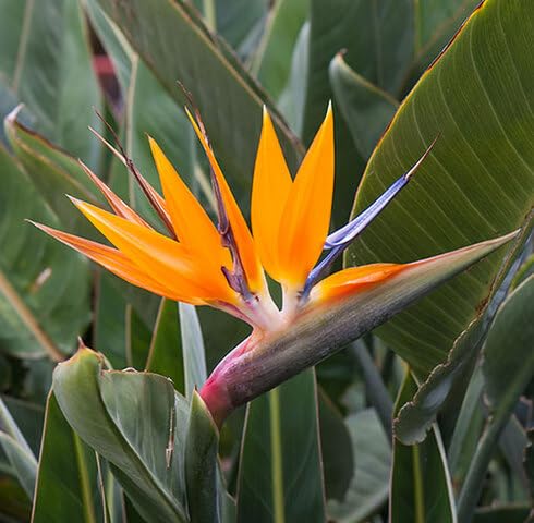 Orange Strelitzia nicolai Flower Seeds