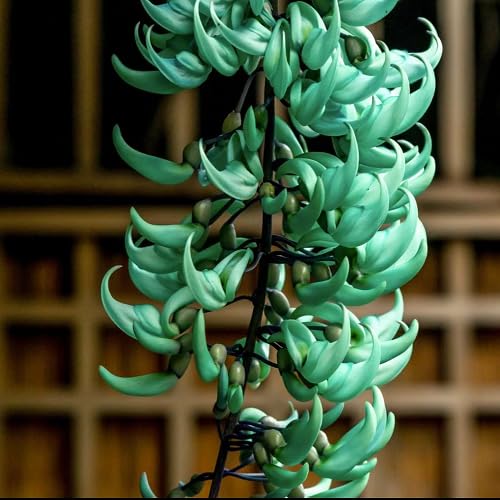 Green strongylodon Flower Seeds