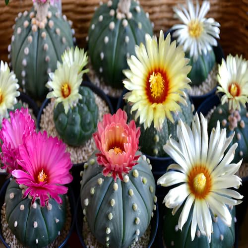 Astrophytum Flower Seeds