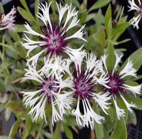 White Purple Centaurea Flower Seeds