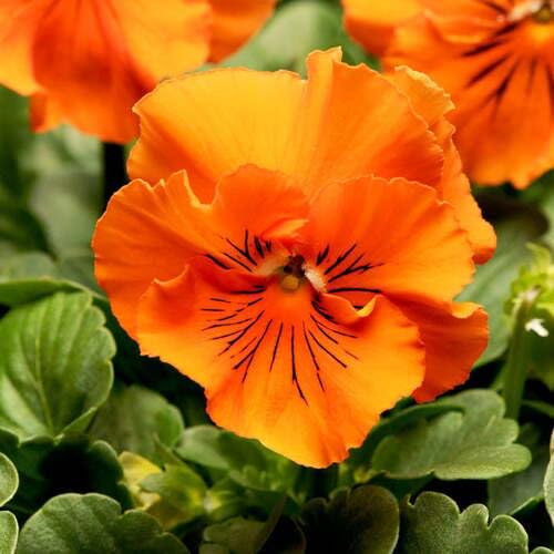 Orange Pansy Flower Seeds