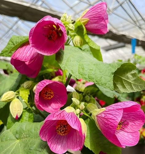 Pink Lantern Hibiscus Flower Seeds