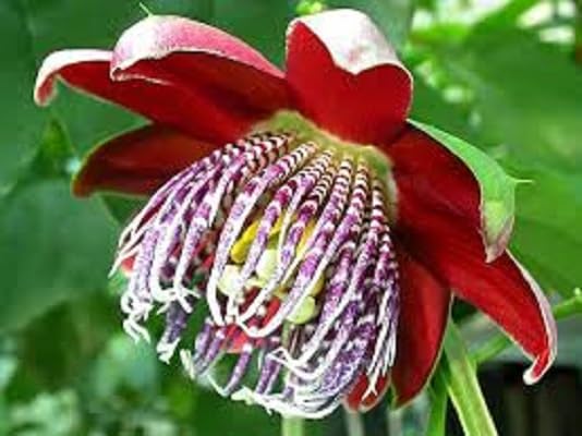 Granadilla Flower Seeds