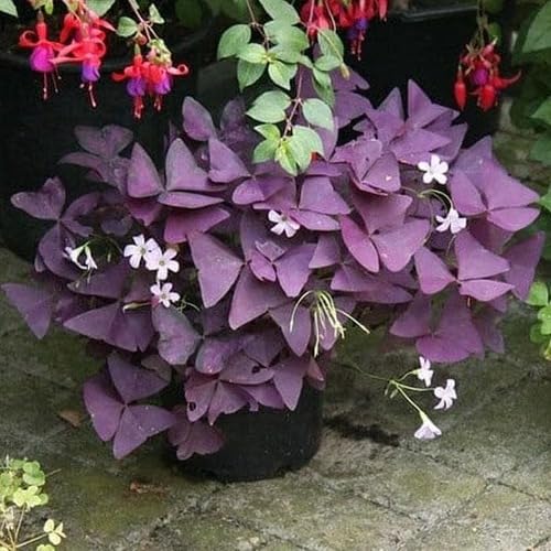 Purple Oxalis Flower Seeds