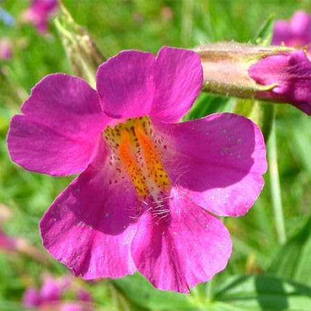 Pink Mimulus Flower Seeds