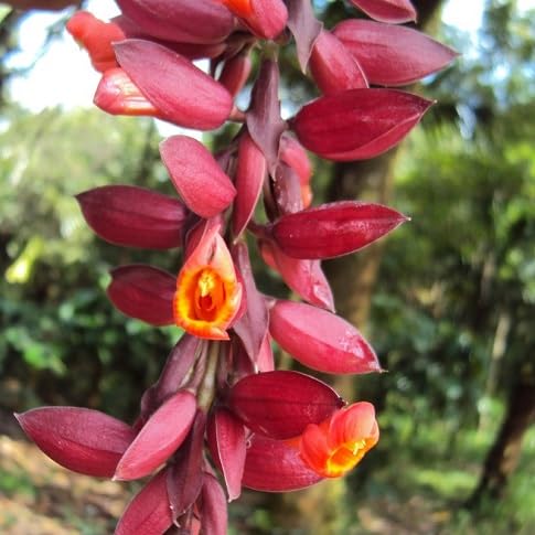 Thunbergia coccinea Flower Seeds