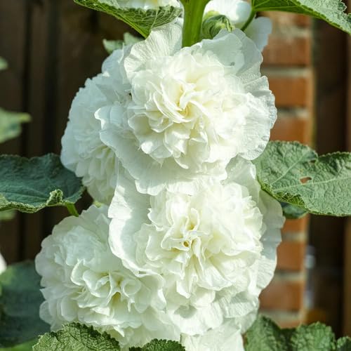 White Double Petal Hollyhock Flower Seeds