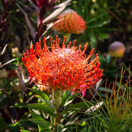Red Protea Flower Seeds