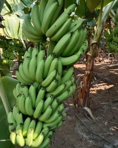 Plantain vegetable seeds - Heirloom, Organic, Non Gmo Garden Seeds for kitchen garden planting