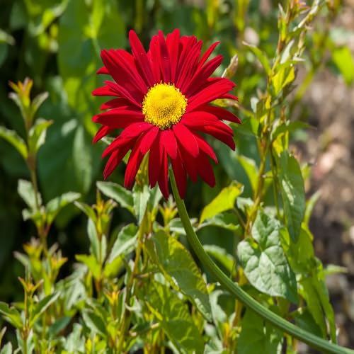 Red Pyrethrum Flower Seeds