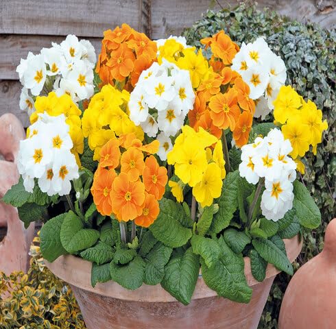 Mixed Polyanthus Primula Flower Seeds
