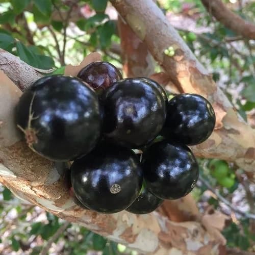 Black Cauliflora . Fruit Seeds organic garden seeds