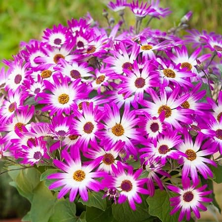 Pink Mesembryanthemum Flower Seeds