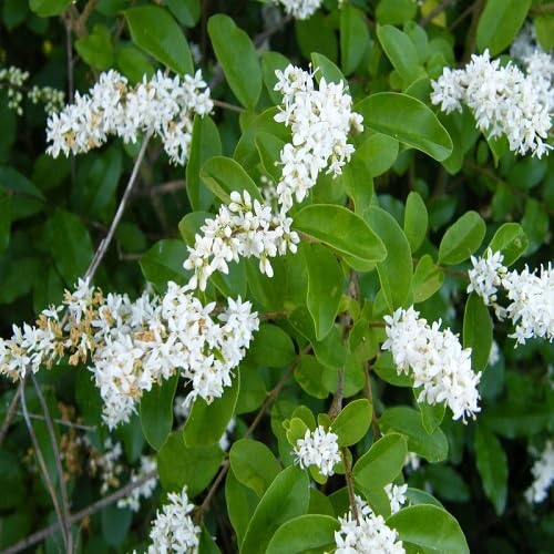 white ligustrum obtusifolium flower
