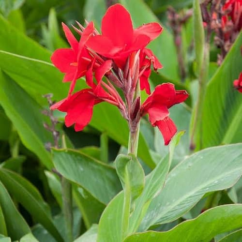 Red Canna Lily Flower Seeds