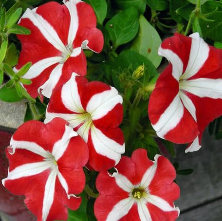 Red White Petunia Flower Seeds