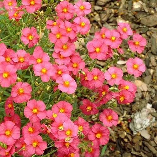 Pink Helianthemum Flower Seeds