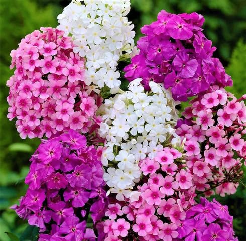 Mix Phalaenopsis Orchids Flowers Seeds
