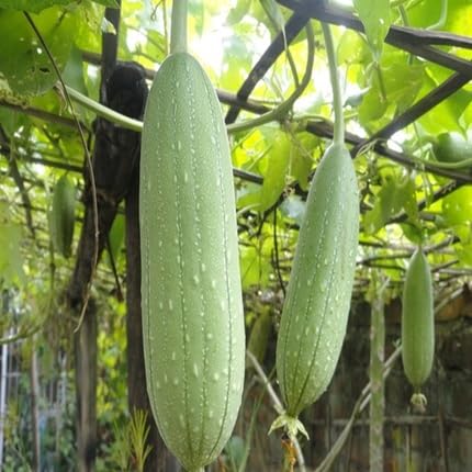 green luffa vegetable seeds