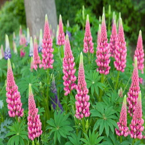 Pink Lupine Flower Seeds