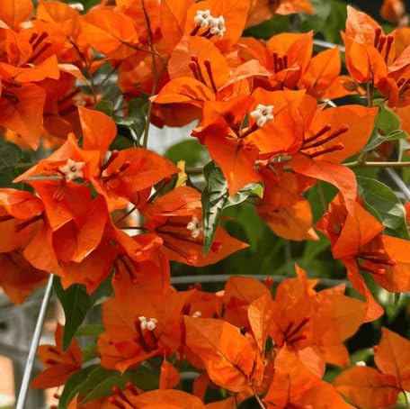 Orange Bougainvillea fruit seeds for organic garden planting
